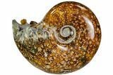 Polished, Agatized Ammonite (Cleoniceras) - Madagascar #110519-1